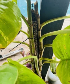 Pothos Live Plant Variegated Giant Size Potted Houseplant - Image 4