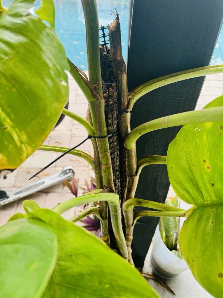 Pothos Live Plant Variegated Giant Size Potted Houseplant - Image 4