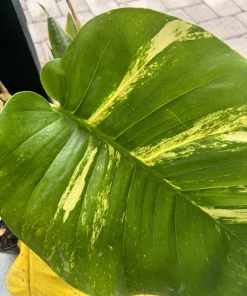 Pothos Live Plant Variegated Giant Size Potted Houseplant - Image 5