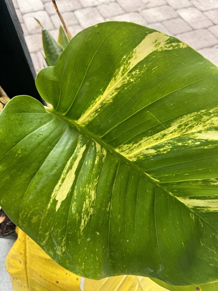 Pothos Live Plant Variegated Giant Size Potted Houseplant - Image 5