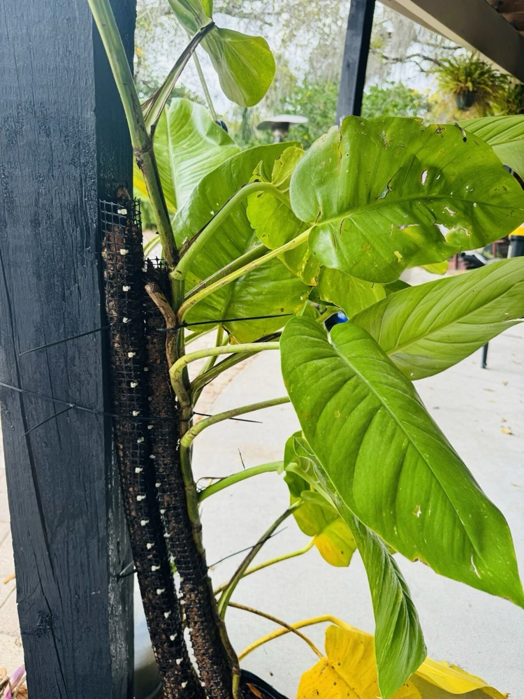 Pothos Live Plant Variegated Giant Size Potted Houseplant - Image 6