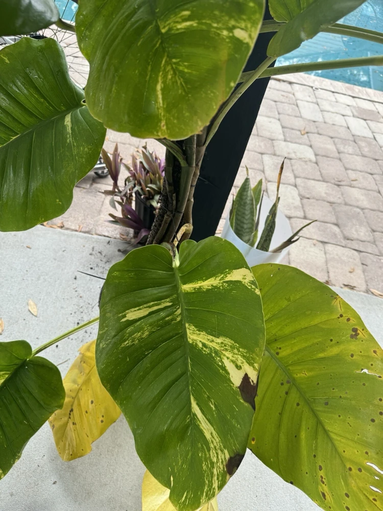 Pothos Live Plant Variegated Giant Size Potted Houseplant - Image 7