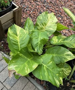 Pothos Live Plant Variegated Giant Size Potted Houseplant - Image 8