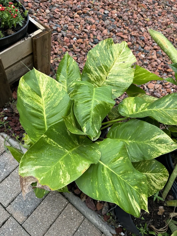 Pothos Live Plant Variegated Giant Size Potted Houseplant - Image 8