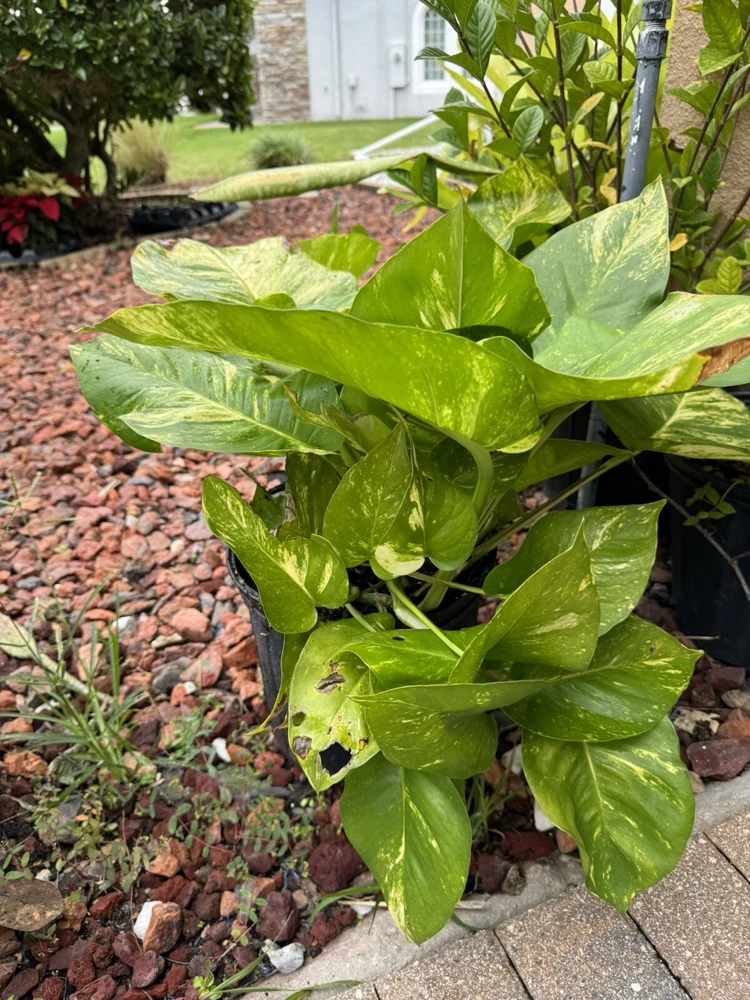 Pothos Live Plant Variegated Giant Size Potted Houseplant - Image 9