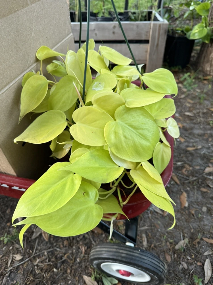 Pothos Neon Heart Live Plant - Indoor Houseplant - Image 2