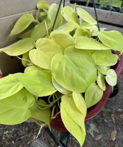 Pothos Neon Heart Live Plant - Indoor Houseplant - Image 1