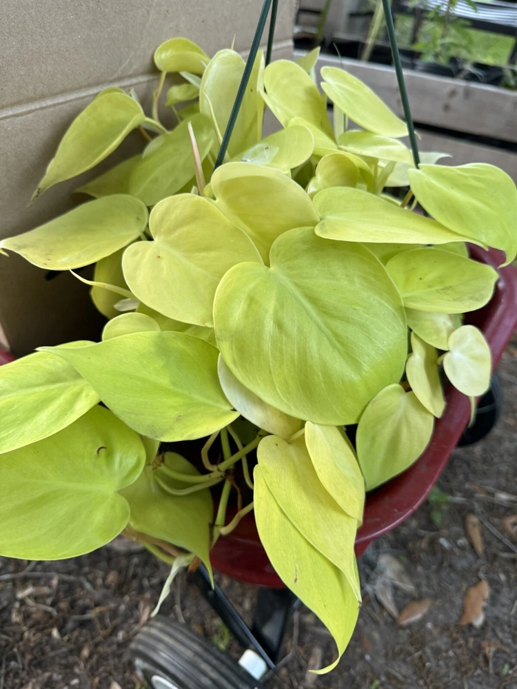 Pothos Neon Heart Live Plant - Indoor Houseplant - Image 1