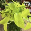 Pothos Neon Live Plant - Vibrant Golden-Green Indoor Houseplant - Image 1