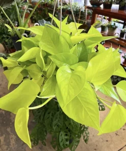 Pothos Neon Live Plant - Vibrant Golden-Green Indoor Houseplant - Image 1
