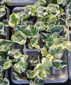 Pothos N'Joy Live Plant – 2 inch Pot – Easy Care Variegated Houseplant – Indoor - Image 2