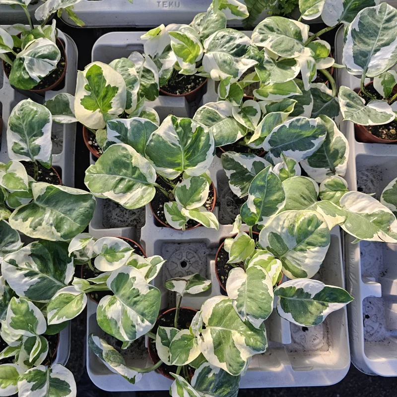 Pothos N'Joy Live Plant – 2 inch Pot – Easy Care Variegated Houseplant – Indoor - Image 2