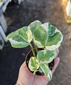 Pothos N'Joy Live Plant – 2 inch Pot – Easy Care Variegated Houseplant – Indoor - Image 3