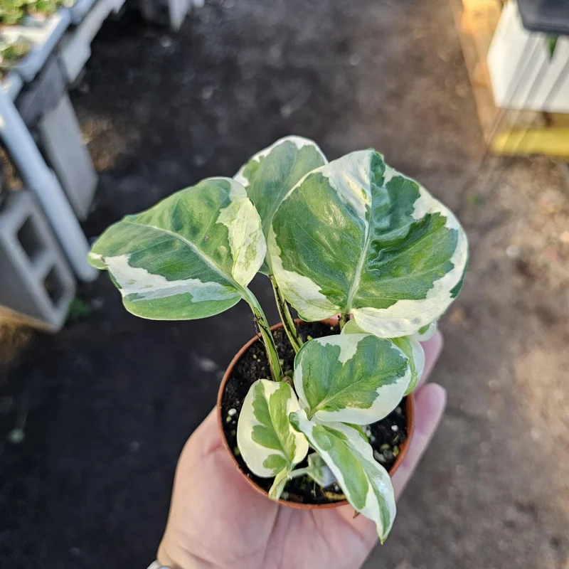 Pothos N'Joy Live Plant – 2 inch Pot – Easy Care Variegated Houseplant – Indoor - Image 3