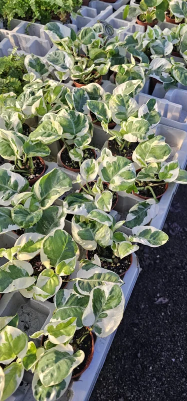 Pothos N'Joy Live Plant – 2 inch Pot – Easy Care Variegated Houseplant – Indoor - Image 4