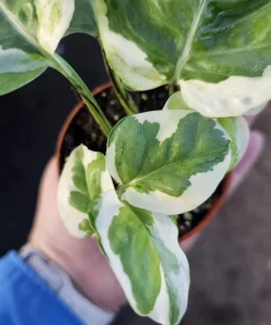 Pothos N'Joy Live Plant – 2 inch Pot – Easy Care Variegated Houseplant – Indoor - Image 5
