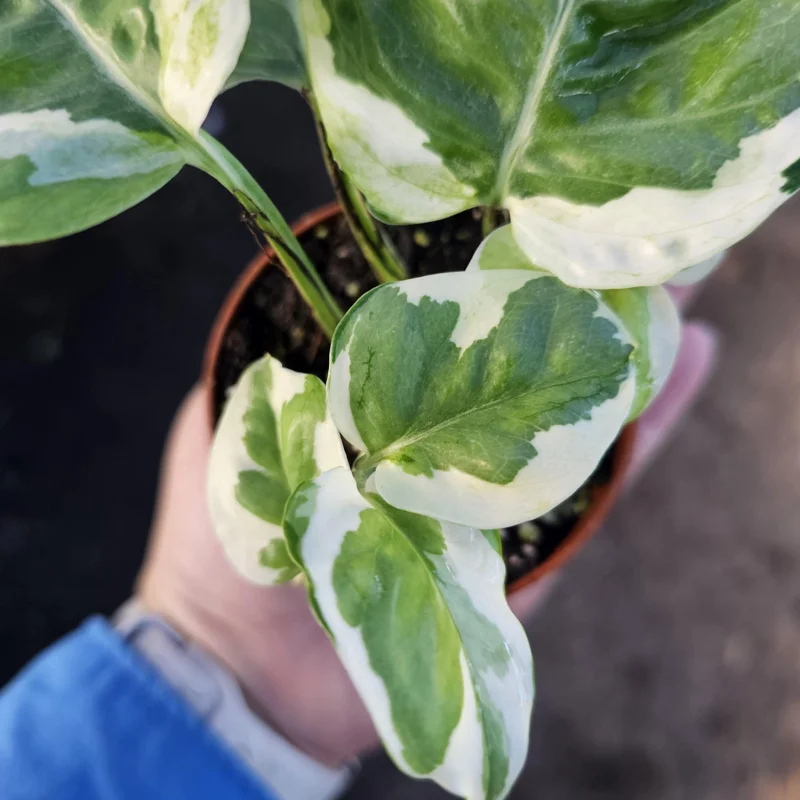 Pothos N'Joy Live Plant – 2 inch Pot – Easy Care Variegated Houseplant – Indoor - Image 5