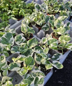 Pothos N'Joy Live Plant – 2 inch Pot – Easy Care Variegated Houseplant – Indoor - Image 6