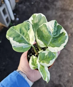 Pothos N'Joy Live Plant – 2 inch Pot – Easy Care Variegated Houseplant – Indoor - Image 1
