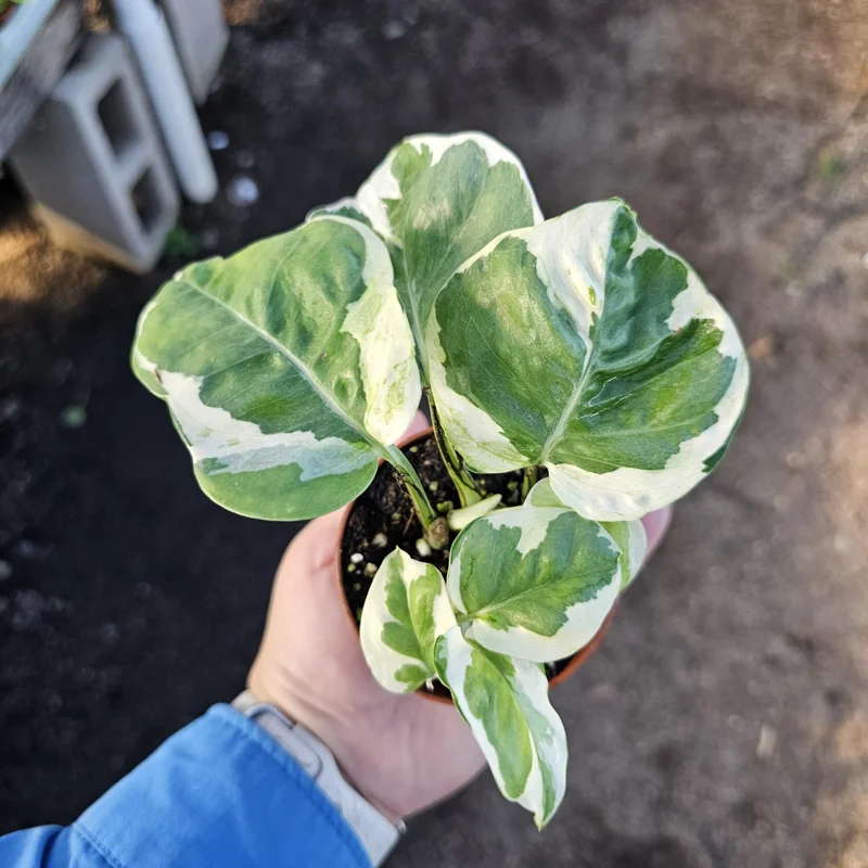 Pothos N'Joy Live Plant – 2 inch Pot – Easy Care Variegated Houseplant – Indoor - Image 1