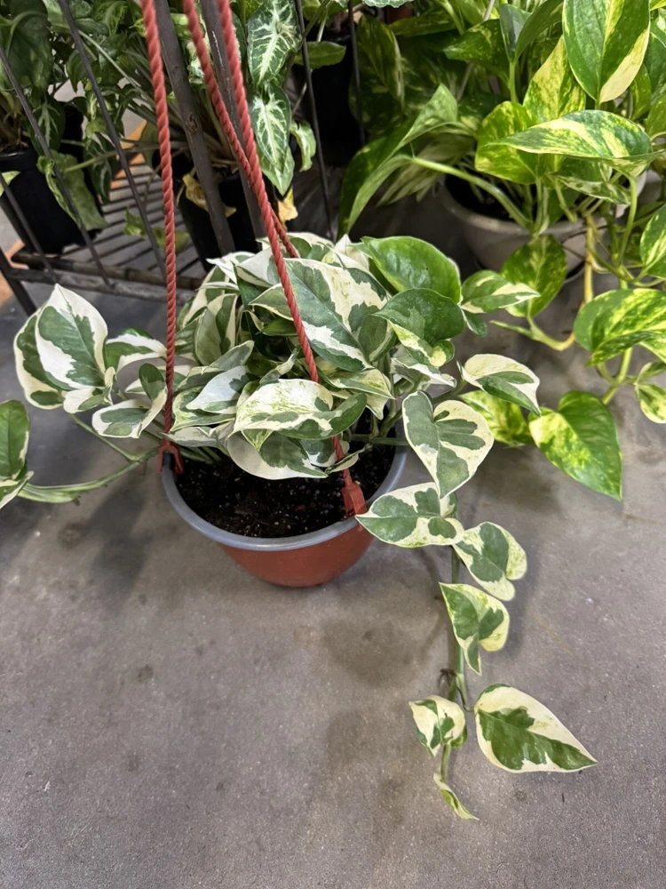 Pothos N'Joy Live Plant - Variegated Epipremnum Aureum Houseplant - Image 2