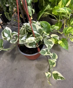 Pothos N'Joy Live Plant – Variegated Epipremnum Aureum Indoor Houseplant - Image 2