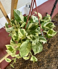 Pothos N'Joy Live Plant – Variegated Epipremnum aureum Indoor Houseplant - Image 2