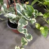Pothos N'Joy Live Plant - Variegated Epipremnum Aureum Houseplant - Image 1