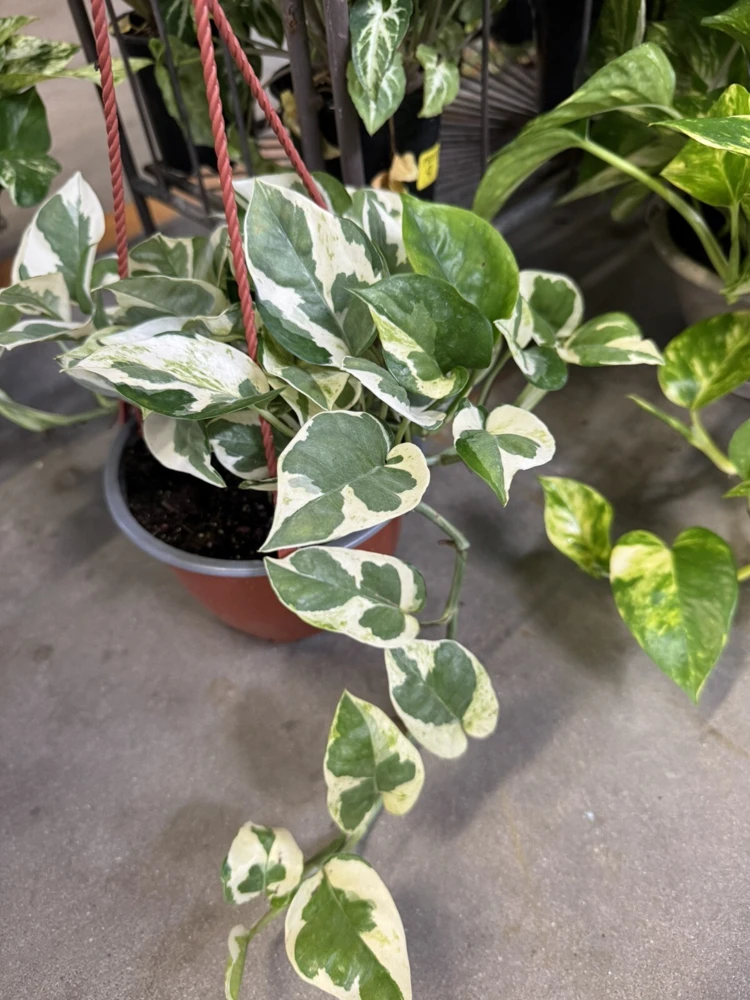 Pothos N'Joy Live Plant - Variegated Epipremnum Aureum Houseplant - Image 1