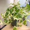 Pothos N'Joy Live Plant – Variegated Epipremnum aureum Indoor Houseplant - Image 1