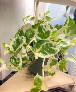 Pothos N'Joy Live Plant – Variegated Epipremnum aureum Indoor Houseplant - Image 1