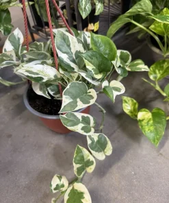 Pothos N'Joy Live Plant – Variegated Epipremnum Aureum Indoor Houseplant - Image 1