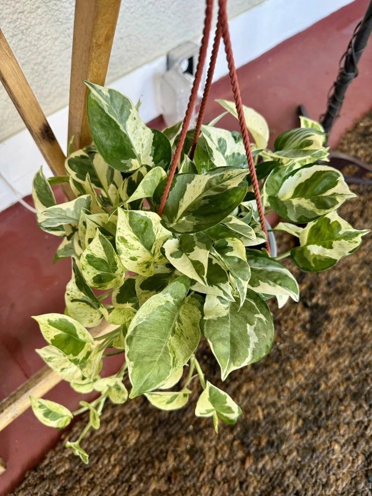 Pothos N'Joy Live Plant – Variegated Indoor Houseplant – Easy Care Vine - Image 2