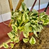 Pothos N'Joy Live Plant – Variegated Indoor Houseplant – Easy Care Vine - Image 1