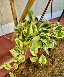 Pothos N'Joy Live Plant – Variegated Indoor Houseplant – Easy Care Vine - Image 1