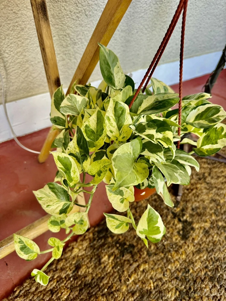 Pothos N'Joy Live Plant – Variegated Indoor Houseplant – Easy Care Vine - Image 1