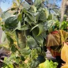 Pothos Silvery Ann Live Plant – Indoor Hanging Basket Houseplant - Image 1