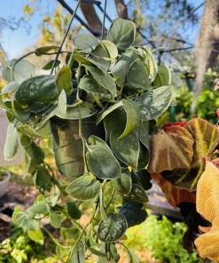 Pothos Silvery Ann Live Plant – Indoor Hanging Basket Houseplant - Image 1