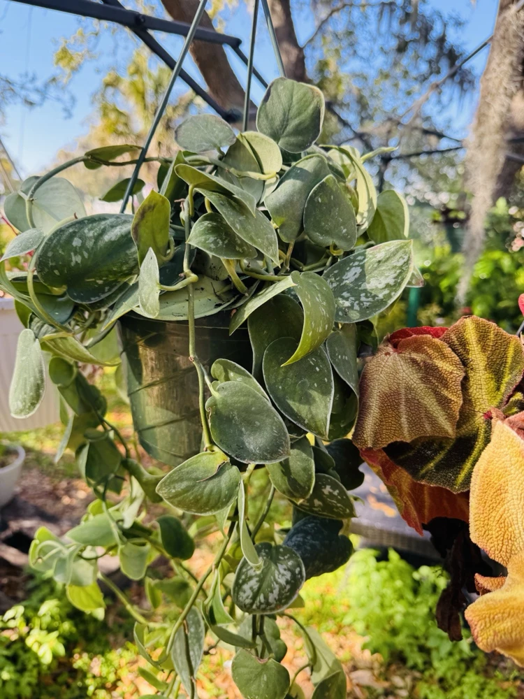 Pothos Silvery Ann Live Plant – Indoor Hanging Basket Houseplant - Image 1