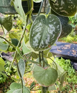 Pothos Silvery Ann Live Plant – Scindapsus Treubii Silver Houseplant – Hanging Basket – Indoor - Image 2