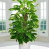 Pothos Variagate Plant - Image 1