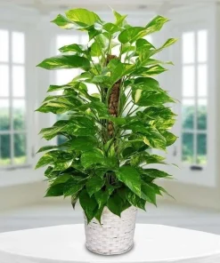 Pothos Variagate Plant - Image 1