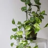 Pothos Variegated Live Plant – Potted Houseplant – Easy Care Indoor - Image 1