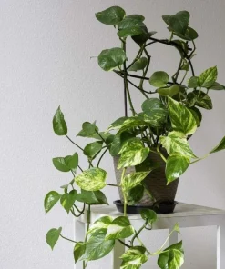 Pothos Variegated Live Plant – Potted Houseplant – Easy Care Indoor - Image 1