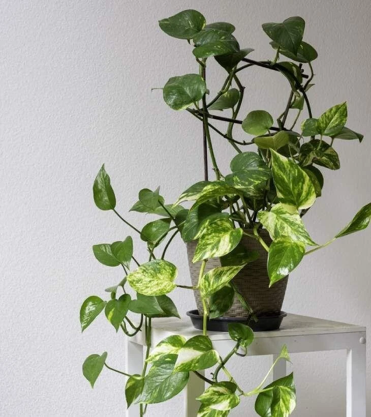 Pothos Variegated Live Plant – Potted Houseplant – Easy Care Indoor - Image 1