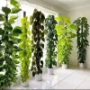 Pothos Vine Live Plant with Pole & Base - Easy Care Indoor Foliage - Image 1