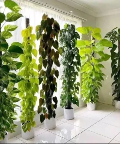 Pothos Vine Live Plant with Pole & Base - Easy Care Indoor Foliage - Image 1