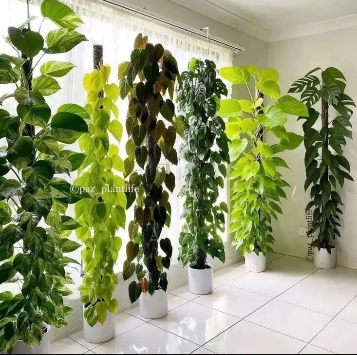 Pothos Vine Live Plant with Pole & Base - Easy Care Indoor Foliage - Image 1