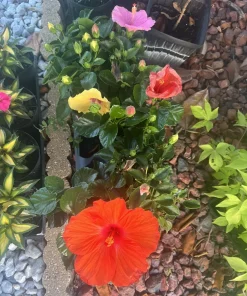 Potted Houseplants for Indoor Decor - Medium & Large Sizes Live Plant - Image 10