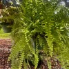 Potted Houseplants for Indoor Decor - Medium & Large Sizes Live Plant - Image 1